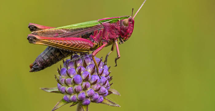 Bunte Grashüpfer (Omocestus viridulus)