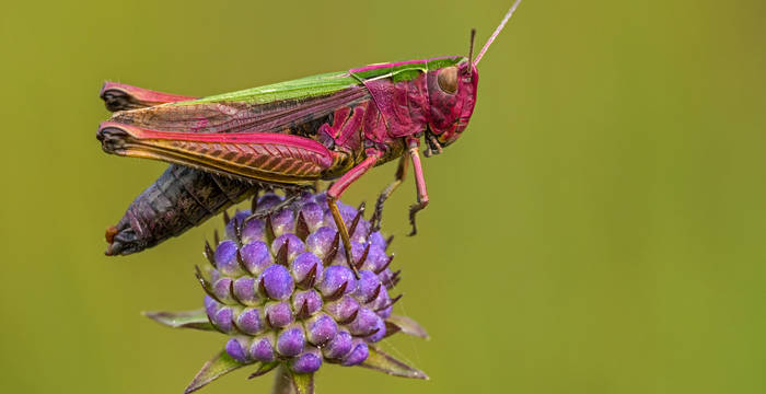 Bunte Grashüpfer (Omocestus viridulus) © Thomas Marent