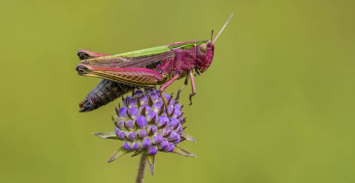 Bunte Grashüpfer (Omocestus viridulus)