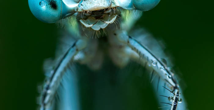 Männchen der Blauen Federlibelle (Platycnemis pennipes)