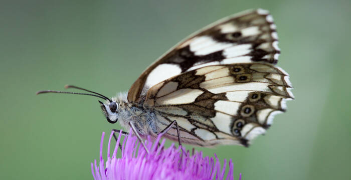 Schachbrettfalter, Melanargia galathea