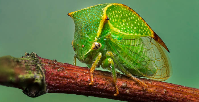 Büffelzikade (Stictocephala bisonia) © Thomas Marent