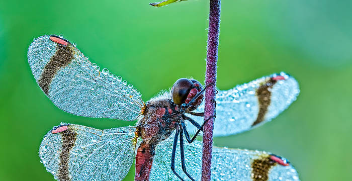 Gebänderte Heidelibelle (Sympetrum pedemontanum) © Thomas Marent
