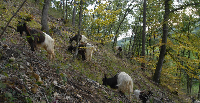 Ziegen weiden am Schenkenberg © Pro Natura Aargau