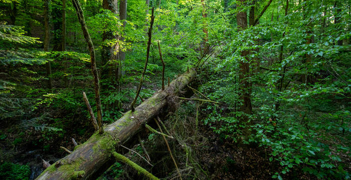 Wilde Natur im Waldreservat Bremgartenwald