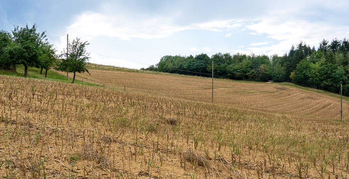 Chaumes de colza: on voit bien la terre brune et dépourvue de toute autre plante entre les chaumes