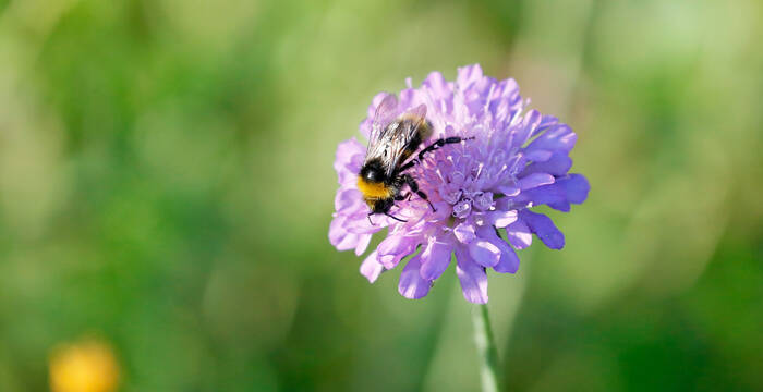 Ackerwittwenblume ©Matthias Sorg
