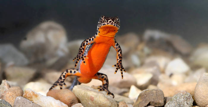 Auch andere Amphibien freuen sich über die neuen Gewässer. Auf dem Bild sieht man einen erwachsenen Bergmolch. Neben ihm haben wir auch schon Fadenmolche und Gelbrandkäfer angetroffen.