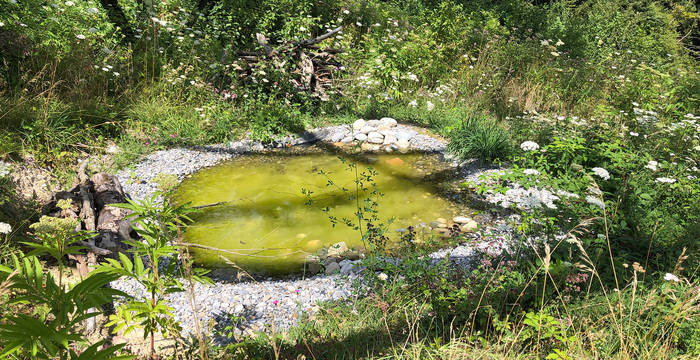 Lieux idylliques sous des pylônes électriques : Même aussi petites, ces mares sont très précieuses pour les sonneurs à ventre jaune.