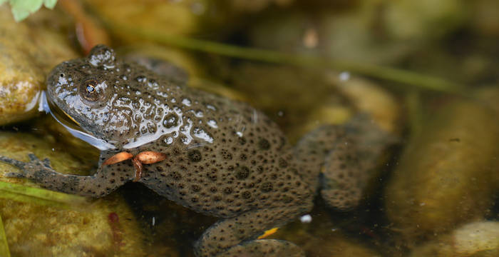 Le sonneur à ventre jaune a retrouvé davantage d’habitats grâce à Pro Natura et aux mares creusées sous des pylônes électriques. On voit bien ses pupilles typiques en forme de cœur ainsi que les bords du ventre jaune de ce beau crapaud.