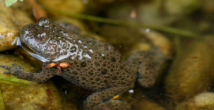 Die Gelbbauchunke hat dank Pro Natura und den Tümpeln unter Strommasten wieder mehr Lebensraum. Schön zu sehen sind die typische herzförmige Pupille und ansatzweise der gelbe Bauch der Unke. © Wolfgang Bischoff, naturschutzlösungen