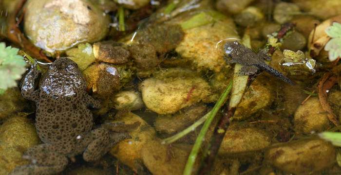 Junge und erwachsene Gelbbauchunke liegen im Wasser