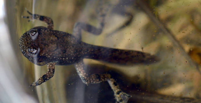Eine junge Gelbbauchunke, die wir bei unseren Begehungen im Sommer 2020 begrüssen durften. Ihre Anwesenheit beweist, dass sich die Gelbbauchunken in unseren Mini-Tümpeln auch fortpflanzen. © Wolfgang Bischoff, naturschutzlösungen