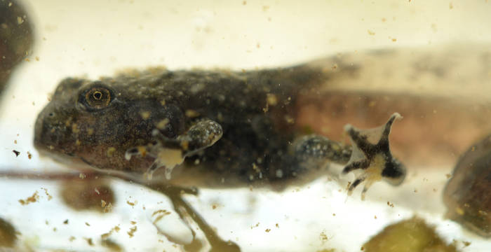 Wie alle Amphibien durchlaufen auch die Gelbbauchunken verschiedene Stadien der Entwicklung. Gut sichtbar ist der Schwanz aus der Kaulquappenzeit und die bereits wachsenden Vorder- und Hinterbeine. © Wolfgang Bischoff, naturschutzlösungen