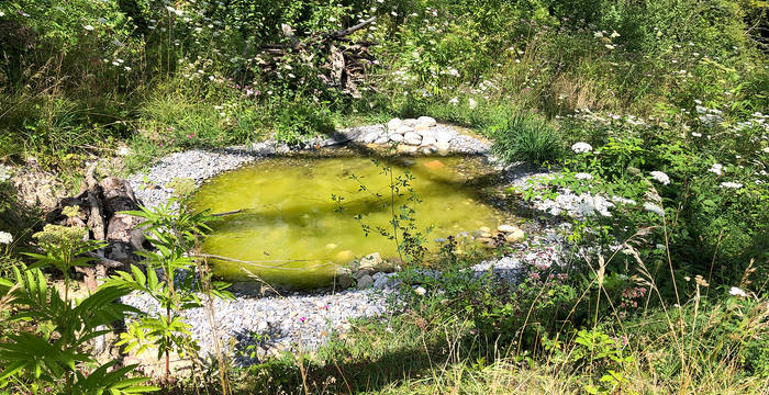 Idylle unter Strommasten: Selbst solche «Mini-Tümpel» sind sehr wertvoll für die Gelbbauchunken. © Wolfgang Bischoff, naturschutzlösungen