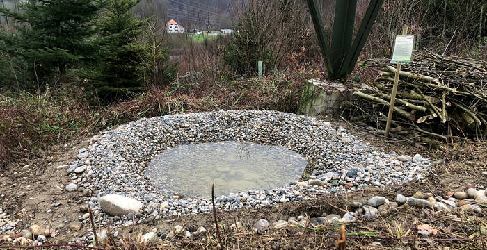 Der Asthaufen rechts im Bild dient der Gelbbauchunke und vielen anderen Wildtieren als Versteck. © Wolfgang Bischoff, naturschutzlösungen 