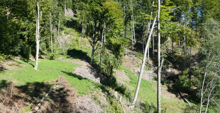 In der Tüelen wurden verschiedene Aufwertungsmassnahmen umgesetzt: ein potenziell artenreicher Waldhang wurde aufgelichtet und eine zuwachsende Waldwiese entbuscht und wieder mähbar gemacht. In Kombination mit den Wiesen in der Umgebung bietet sich hier nun für zahlreiche Arten wieder ein idealer Lebensraum.