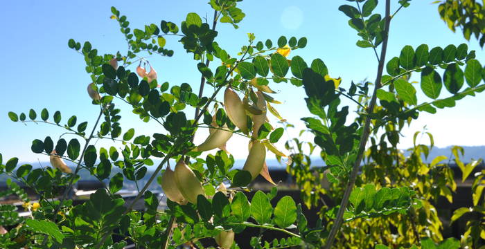 Das Blasenkraut gehört zu den unzähligen einheimischen Stauden und Blumen, die der von Pro Natura prämierte Gemeinschaftsgarten in Biel beherbergt.