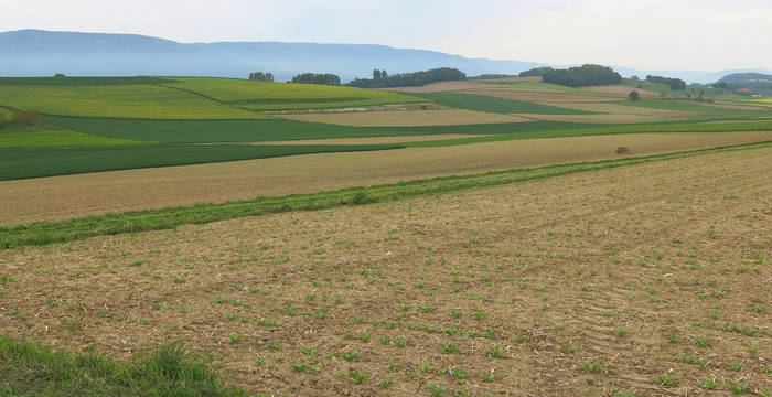 Diese intensiv bewirtschaftete Agrarlandschaft weist kaum natürliche Strukturen auf. Sie bietet Wildtieren keine Wanderkorridore, keine Verstecke und auch keine geeigneten Orte, um die Jungen aufzuziehen. Hermelin und Eidechse sind längst verschwunden. Das Projekt will solche monotonen Landschaften mit neuen Kleinstrukturen für die Fauna bereichern.