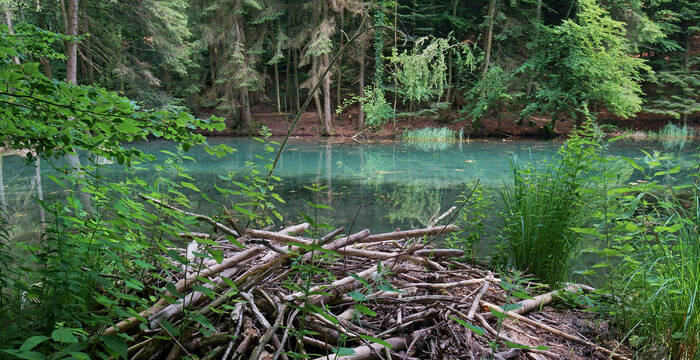 Steibachweiher © Jan Ryser