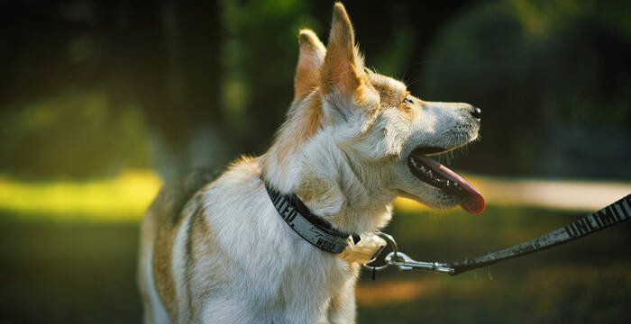 Hund an Leine