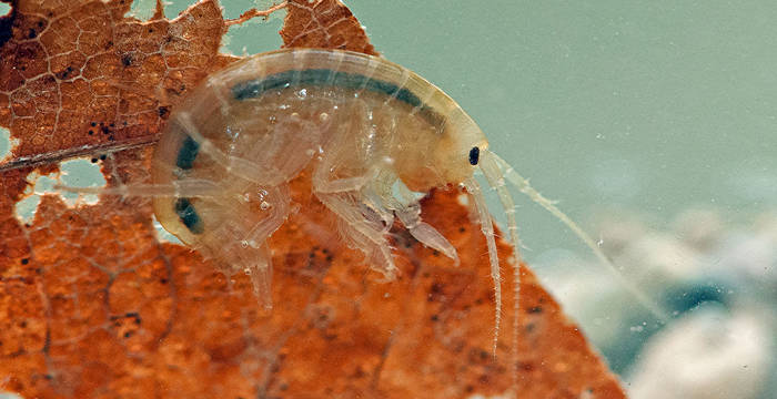 gammaro dei fossi © Verena Lubini