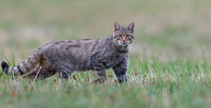 Wildkatze auf Wiese