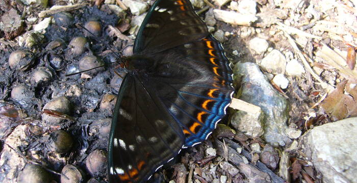 Grosser Eisvogel: Ein Schmetterling der von Aufwertungsmassnahmen profitieren soll  © Josef Borer 
