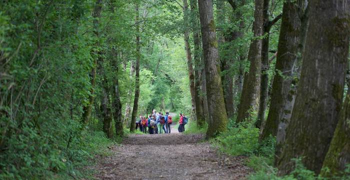 Kinder auf einem Waldweg