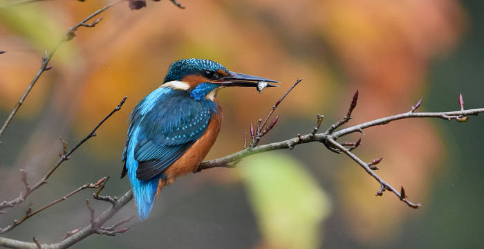 Tagesexkursion Pro Natura aktiv, Eisvogel © Andrew Mckie, pexels
