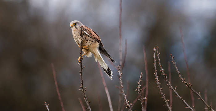 Tagesexkursion, Turmfalke © Pixabay