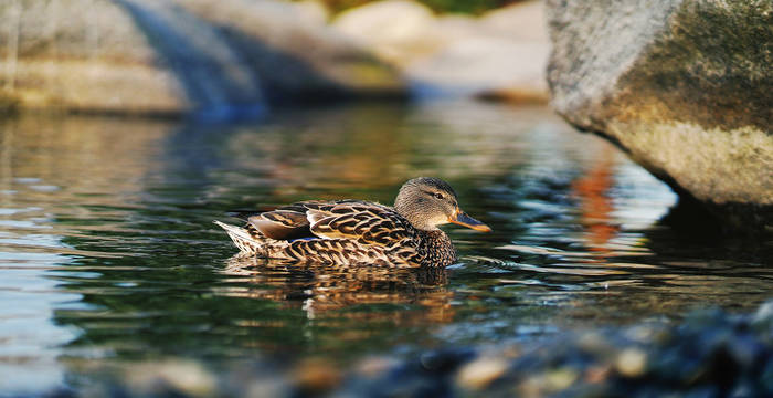 Tagesexkursion Pro natura, Ente im Wasser