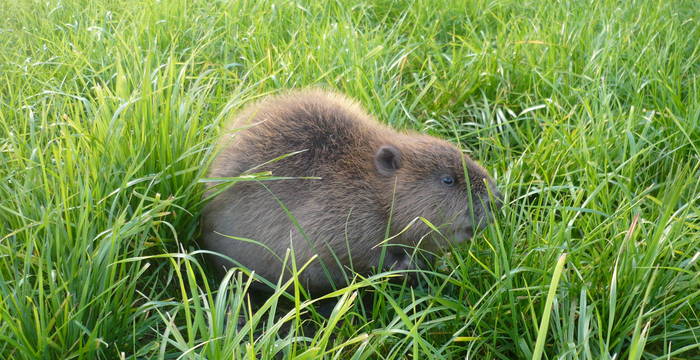 Les castors sont des animaux discrets et nocturnes, mais ils laissent des traces clairement reconnaissables que les élèves peuvent facilement découvrir et documenter.