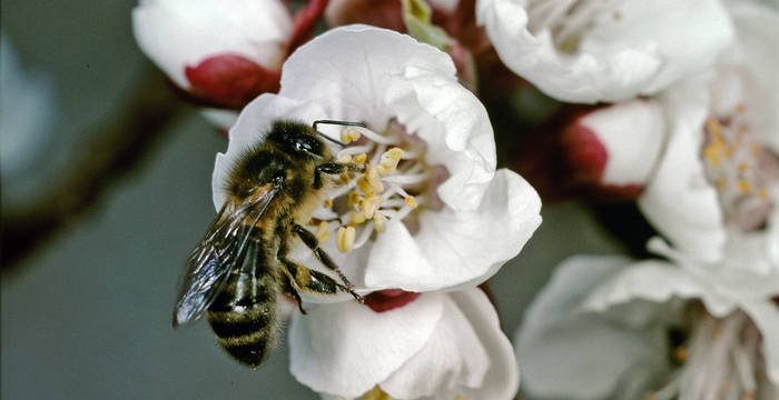 Soutenez les abeilles affairées dans leur recherche de nourriture.