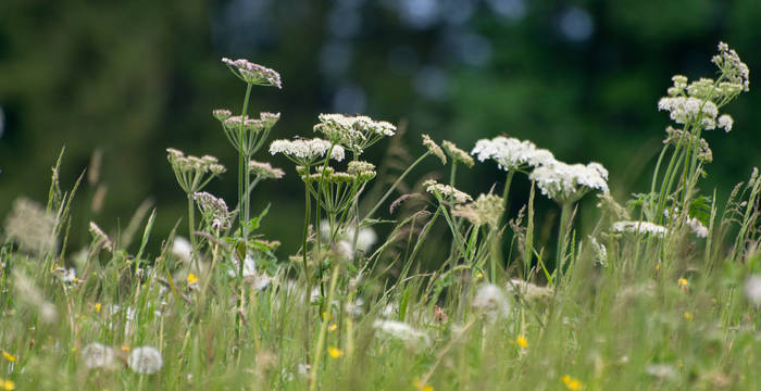 Prairie fleurie