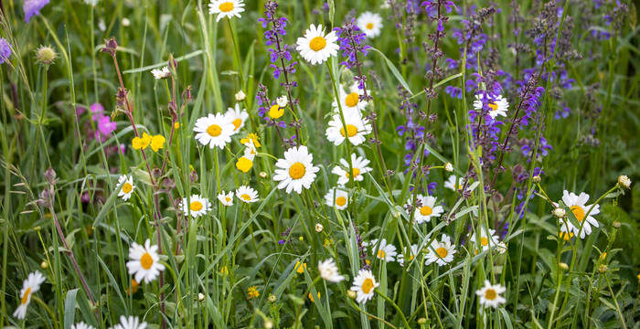 Les prairies fleuries fournissent de la nourriture et un abri à de nombreuses espèces animales.