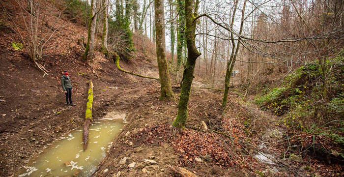 Die Bözenegg am Längibach – neuer Lebensraum für Geburtshelferkröten und Gelbbauchunken