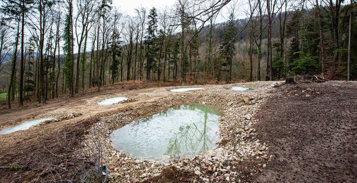 Neue Tümpel in der Bözenegg cr Pro Natur Aargau