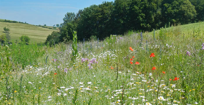 Buntbrachen sind eine sehr wirkungsvolle Förderungsmassnahme für die Biodiversität.