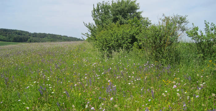 Blumenwiesen mit Strukturen wie z.B. Hecken bieten vielen Tierarten Nahrung und Unterschlupf.