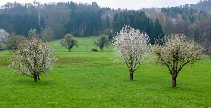 La floraison des vergers à hautes tiges ne ravit pas seulement les humains, il s’agit également de l’habitat d'une grande diversité d'animaux.