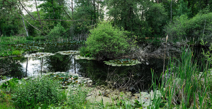 Moor © Pro Natura