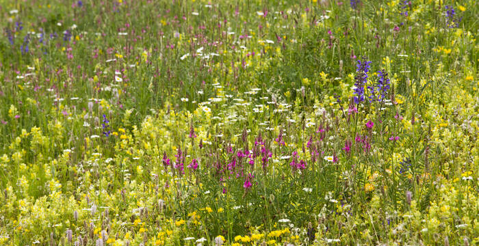 Prairie riche