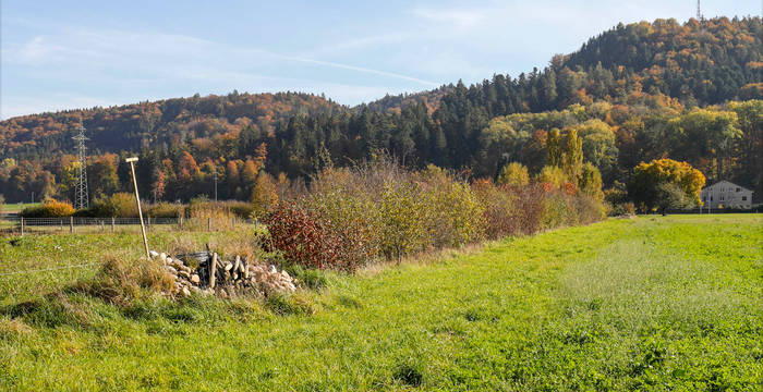 Les petites structures dans les haies augmentent leur valeur pour la biodiversité.