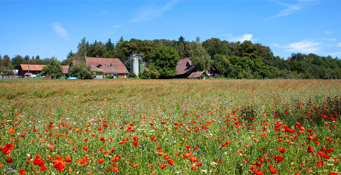 Biodiversität im Ackerrandstreifen © Matthias Sorg