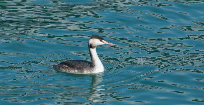 Haubentaucher im Wasser