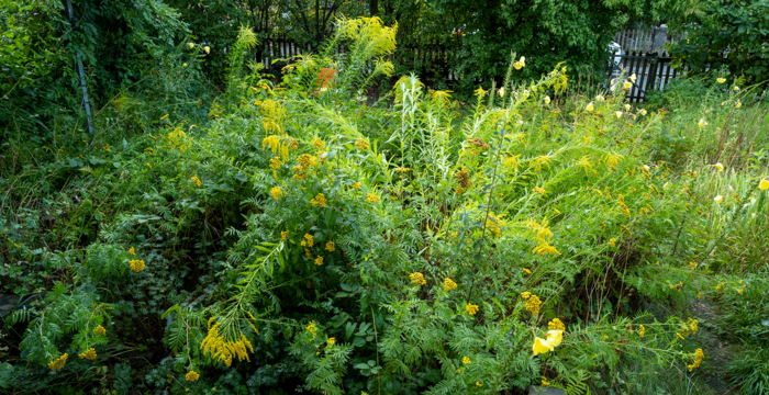 Verge d'or du Canada