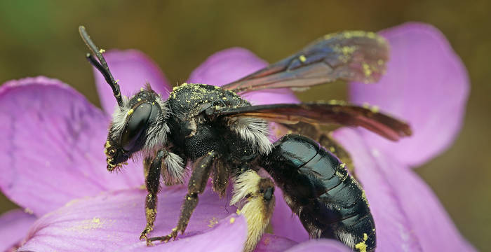 L’andrène agile  (Andrena agilissima) est malheureusement devenue très rare dans notre pays. Cette jolie abeille est spécialisée dans les plantes crucifères (brassicacées). Elle a donc besoin de moutarde des champs, de colza ou de ravenelle pour vivre. Elle aime nicher dans les sols sablonneux.