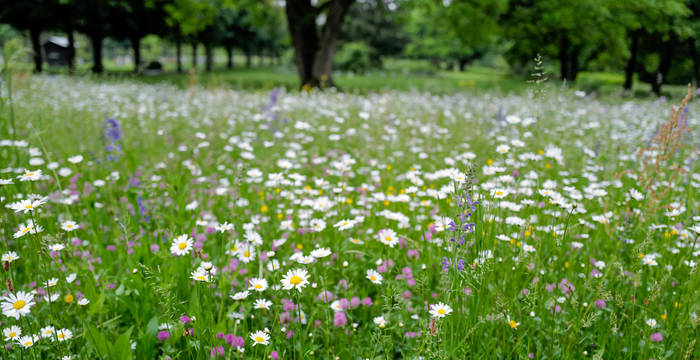 À la compagne ou dans les agglomérations, les prairies riches en espèces jouent un rôle important pour la biodiversité en Suisse.