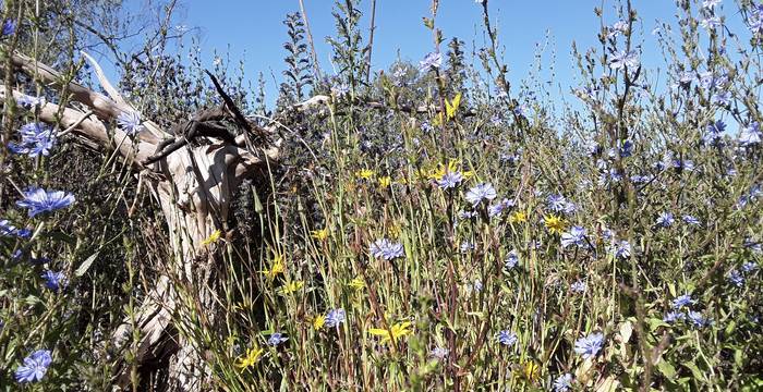 Willkommenes Versteck und Nektarangebot für Insekten – ein alter Baumstamm in einem Blütenmeer. Eine Vielfalt an einheimischen Pflanzen und Strukturen sollten in keinem Naturgarten fehlen.